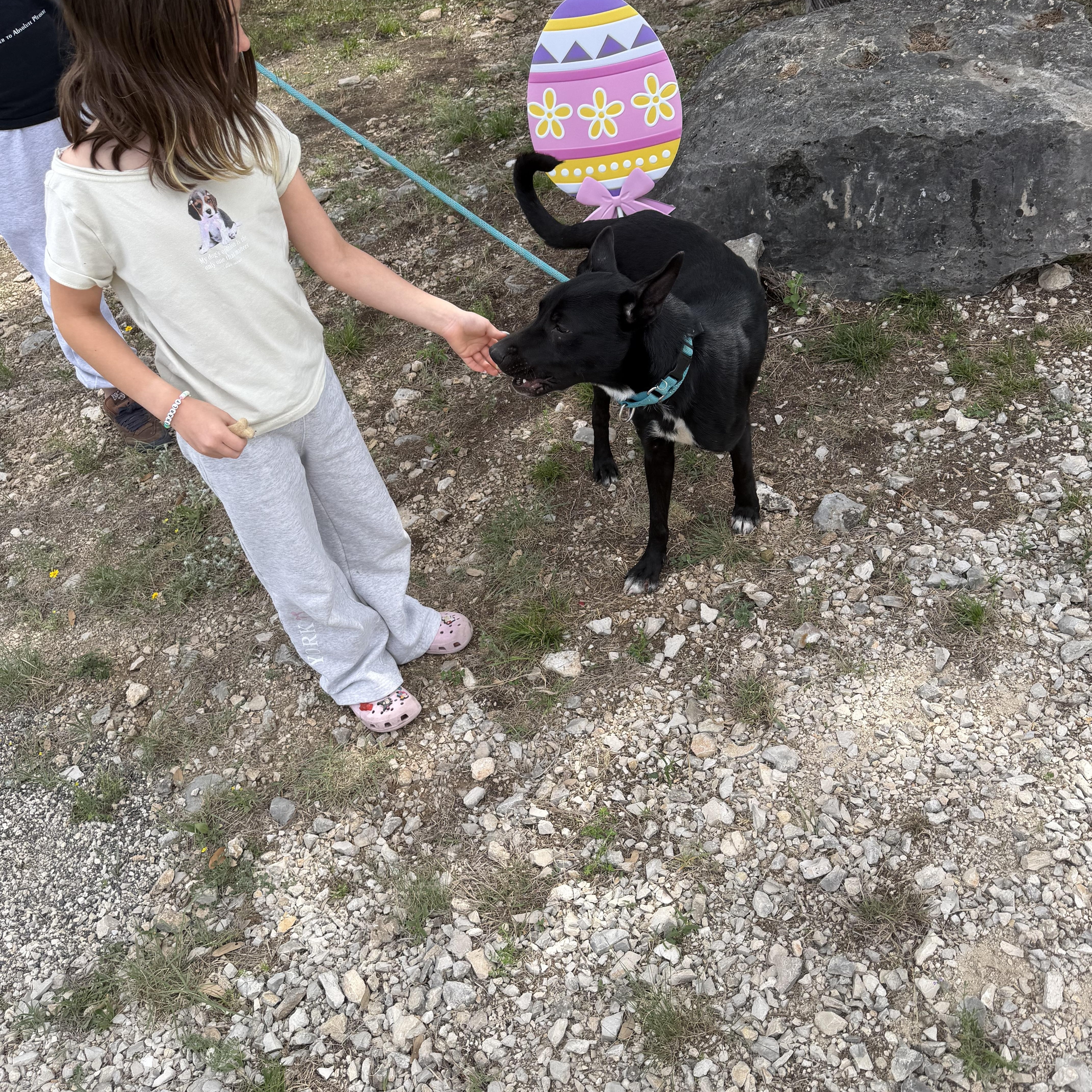 A young medium-sized male Black Belgian Shepherd / Malinois dog named Ned for adoption in Mico, TX