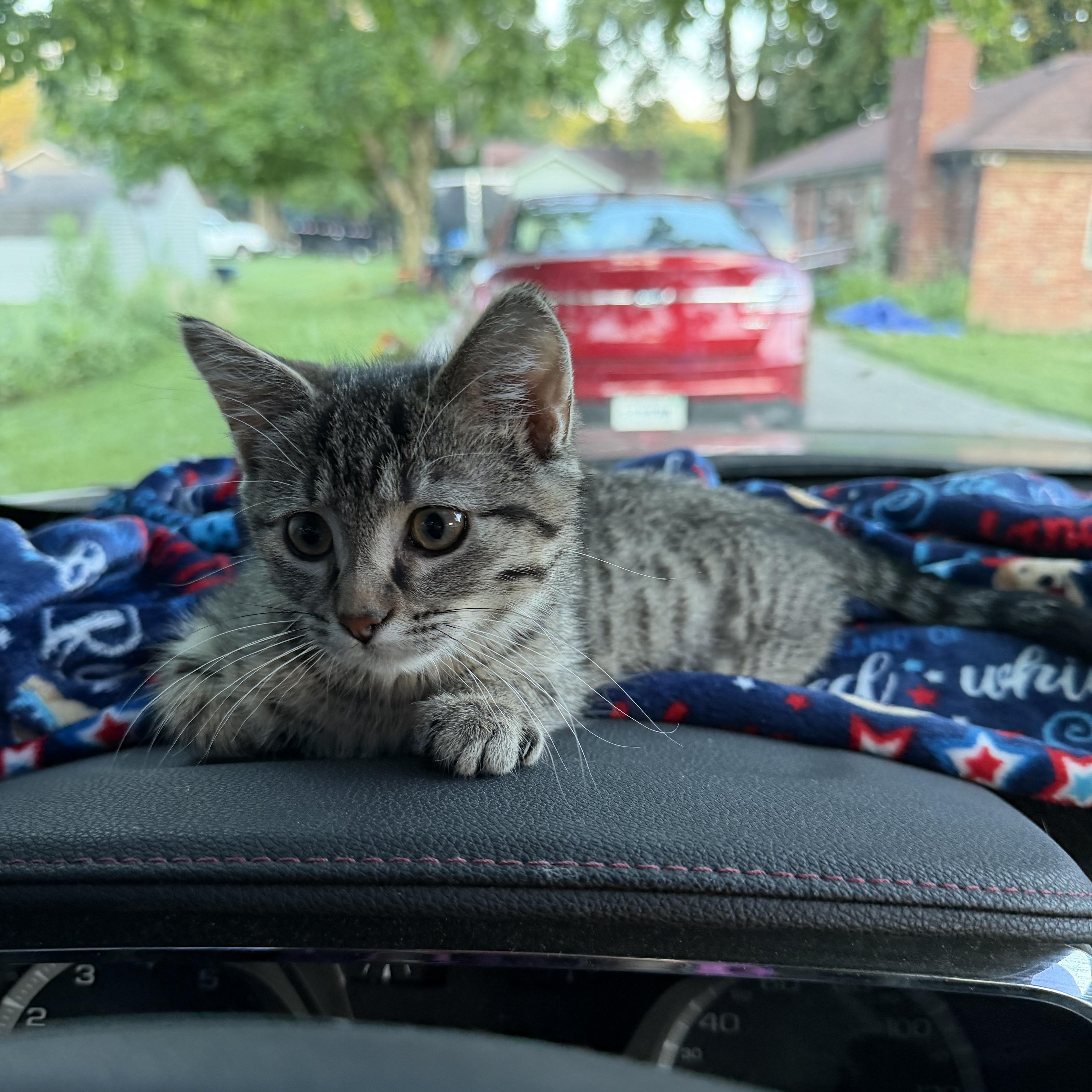 A baby small-sized female Tabby (Brown / Chocolate) Domestic Short Hair cat named Soy Sauce for adoption in Indianapolis, IN