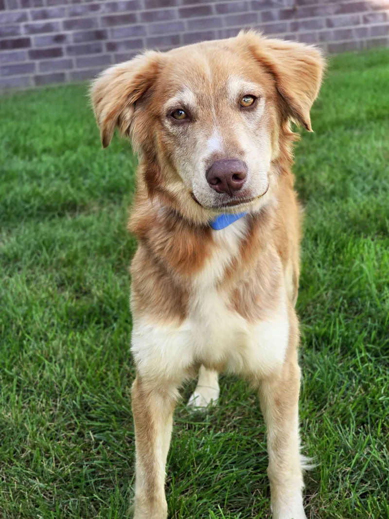 A young medium-sized male Australian Shepherd dog named Wahlberg for adoption in Schaumburg, IL
