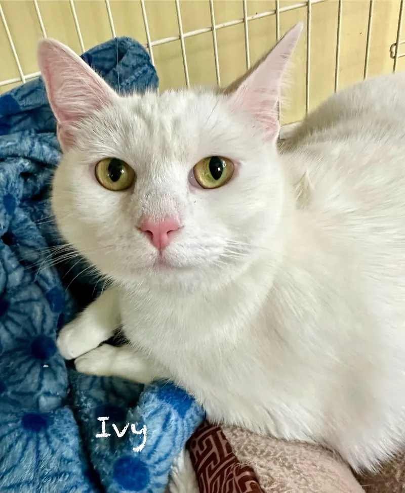 An adult medium-sized female White Domestic Short Hair cat named Ivy for adoption in Wells, ME