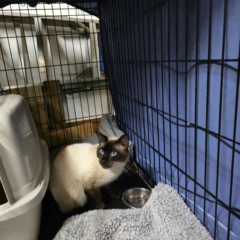 An adult medium-sized male Siamese cat named Leo for adoption in Johnson City, NY