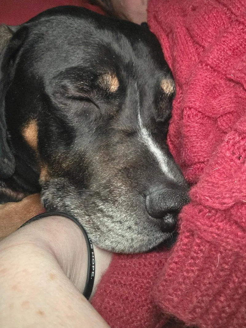 An adult medium-sized male Hound dog named Oliver for adoption in Oswego, IL