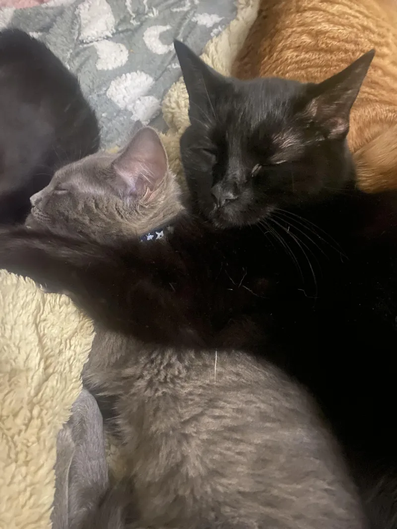 A young medium-sized male Black Domestic Short Hair cat named Alexander And Aaron for adoption in Simpsonville, SC