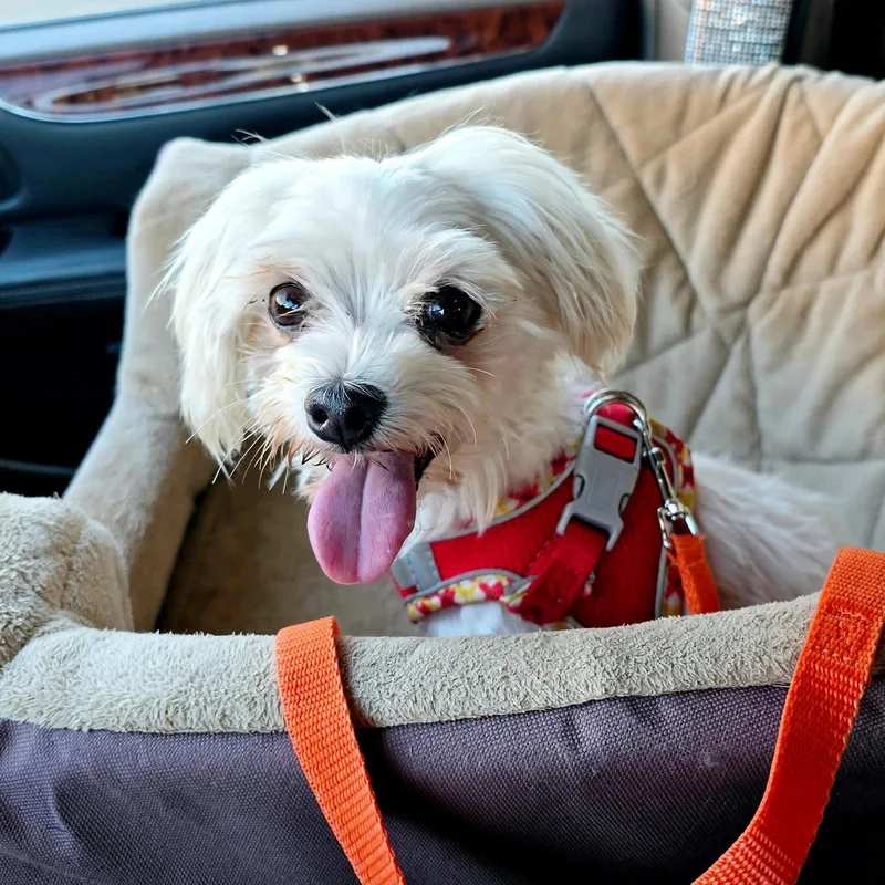 An adult small-sized female White / Cream Maltese dog named Missy for adoption in Union Grove, WI