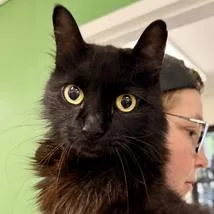 A senior medium-sized female Black Domestic Long Hair cat named Boinky for adoption in Newark, DE