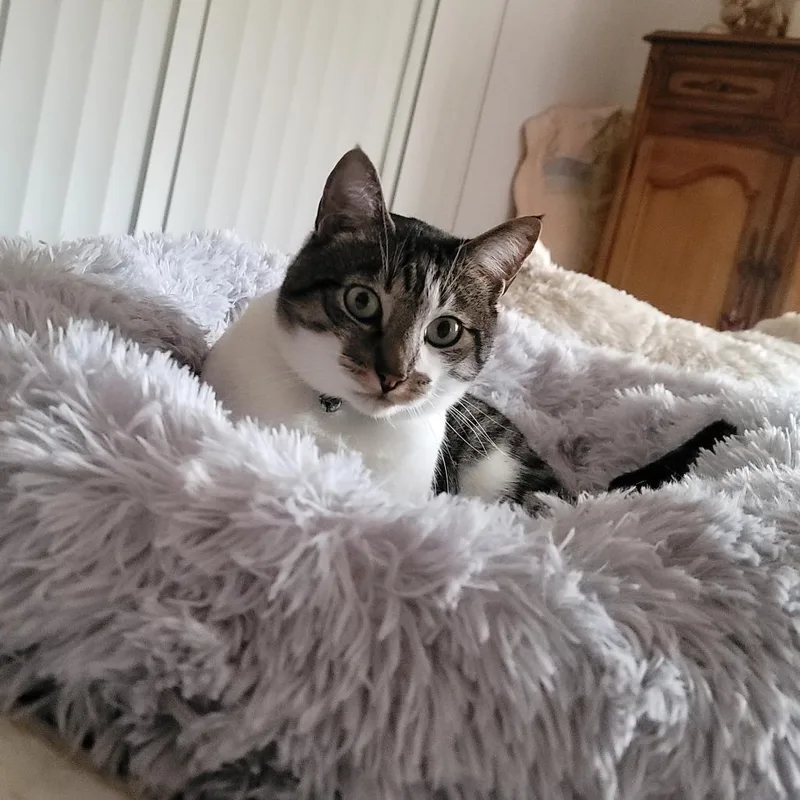 A senior small-sized male White Domestic Short Hair cat named Kc for adoption in Oceanside, CA