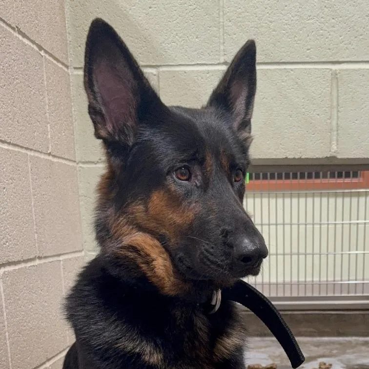 An adult large-sized female Black German Shepherd Dog dog named IEPAStray for adoption in Upland, CA