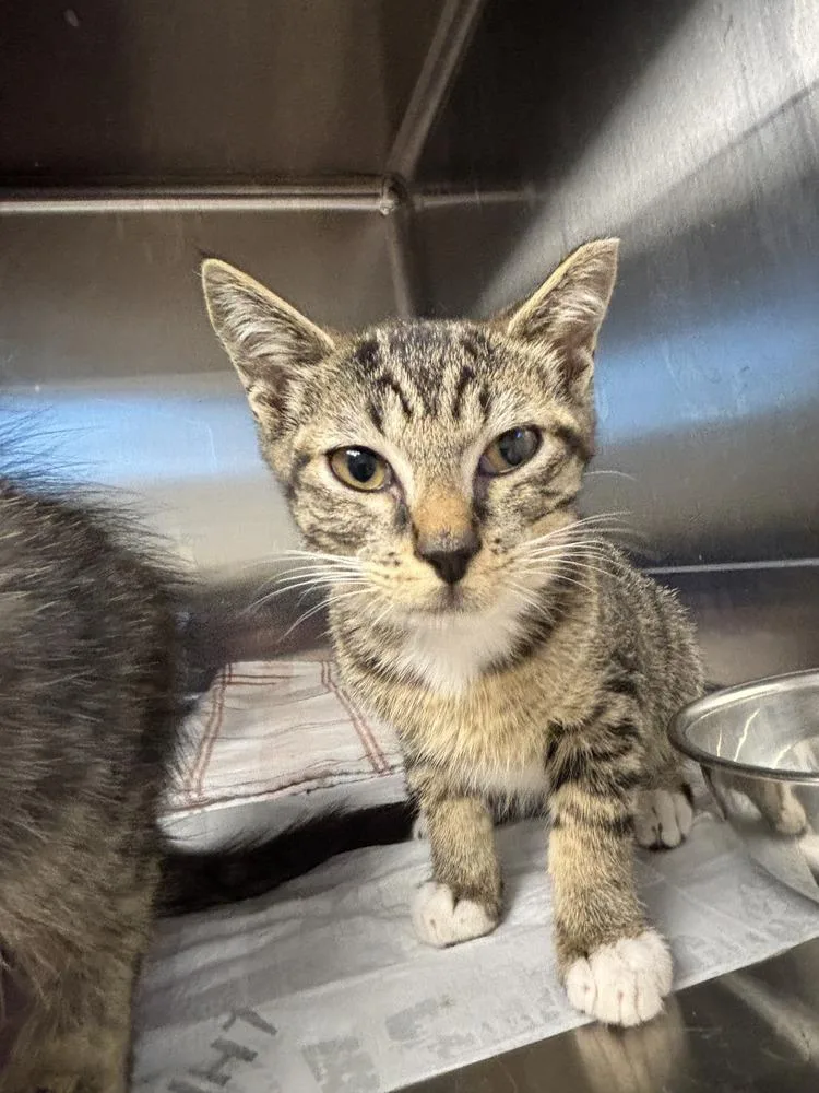 A young small-sized male Domestic Short Hair cat named Liams for adoption in Evansville, IN