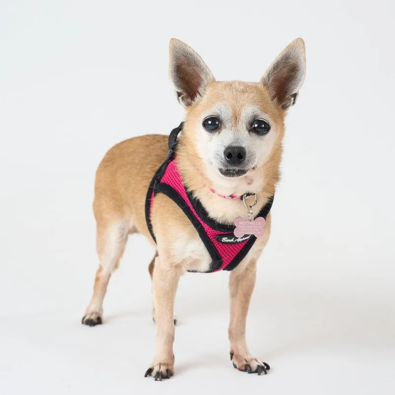 A senior small-sized female Yellow / Tan / Blond / Fawn Chihuahua dog named Capri Sun for adoption in San Francisco, CA