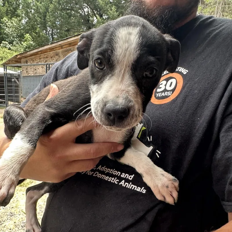 A baby medium-sized female Black American Staffordshire Terrier dog named Julia for adoption in Point Richmond, CA