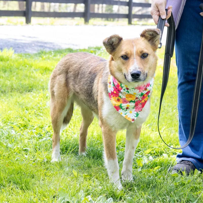A young medium-sized female Tricolor (Brown, Black, & White) Shetland Sheepdog / Sheltie dog named Katie  Female  for adoption in West Grove, PA
