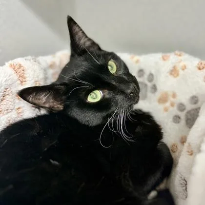 A young small-sized male Black Domestic Short Hair cat named Peter for adoption in Atlanta, GA