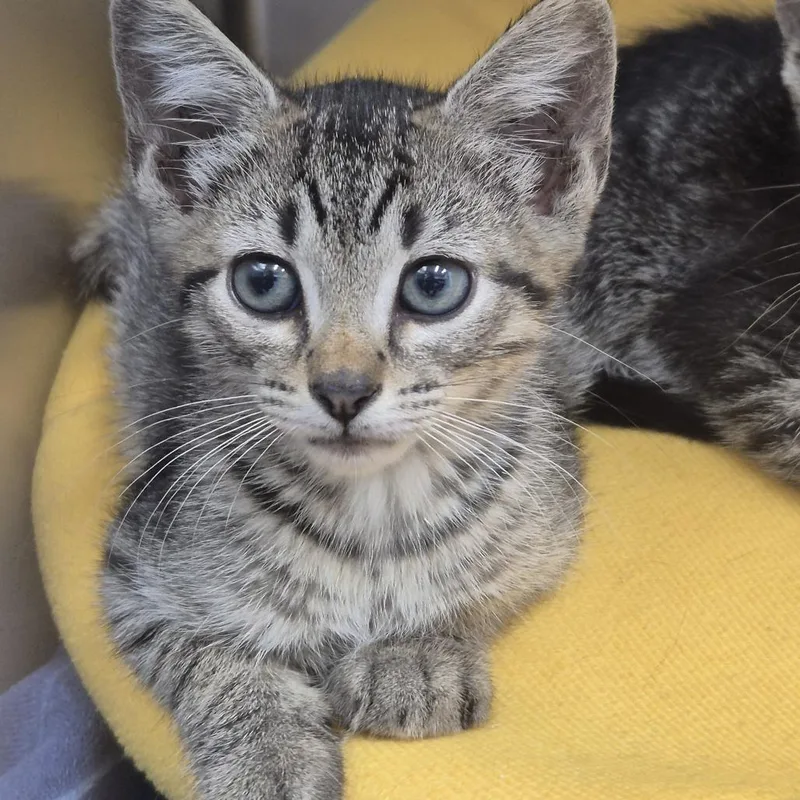 A baby small-sized male Gray / Blue / Silver Domestic Short Hair cat named Papaya for adoption in Newark, NJ