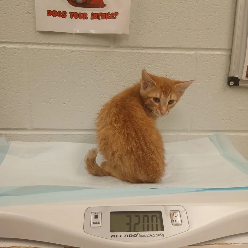 A baby small-sized male Orange / Red Domestic Short Hair cat named Shere Khan for adoption in Chattanooga, TN