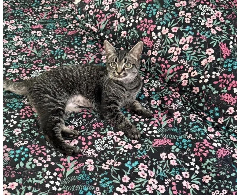 A baby small-sized female Domestic Short Hair cat named Diani for adoption in Rio Linda, CA