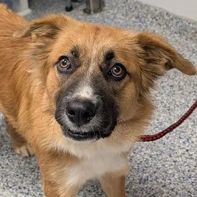 An adult medium-sized female Brown / Chocolate Mixed Breed dog named Rapunzel for adoption in Greenville, SC