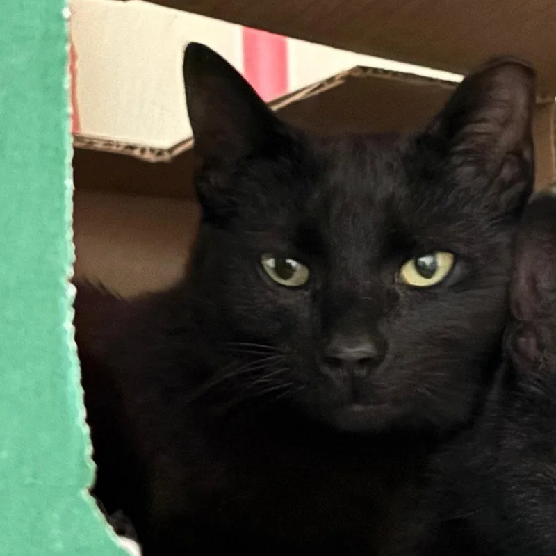 A young medium-sized male Black Domestic Short Hair cat named Bikini for adoption in Dallas, TX