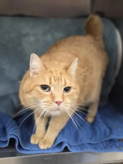 A young large-sized male Domestic Short Hair cat named Nacho Bell Grande for adoption in Westland, MI
