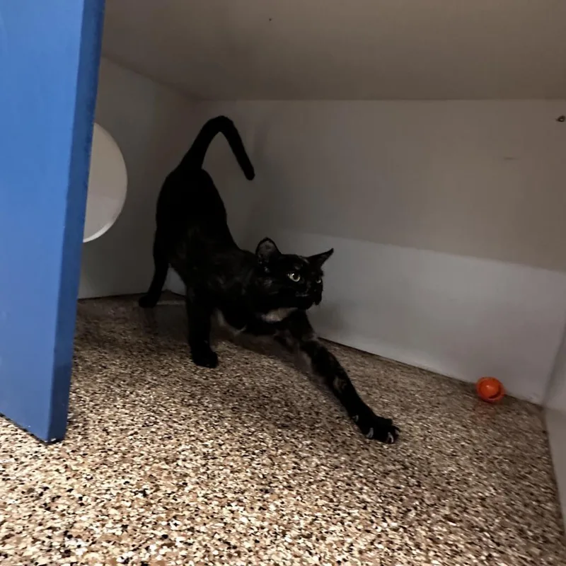 An adult large-sized female Tortoiseshell Domestic Short Hair cat named Kara for adoption in Tempe, AZ