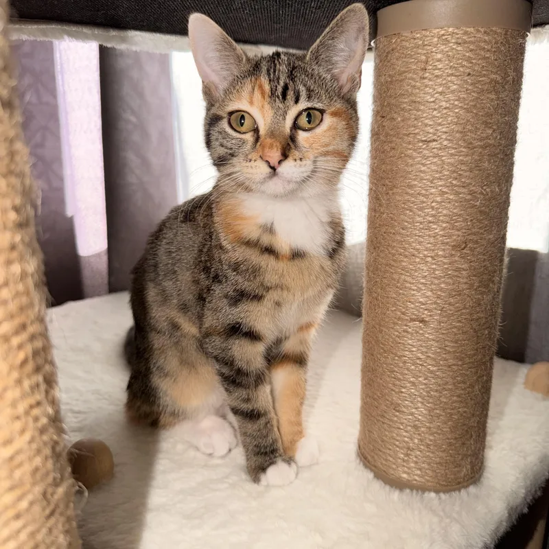 A baby medium-sized female Calico Domestic Short Hair cat named Bella for adoption in Sonora, CA
