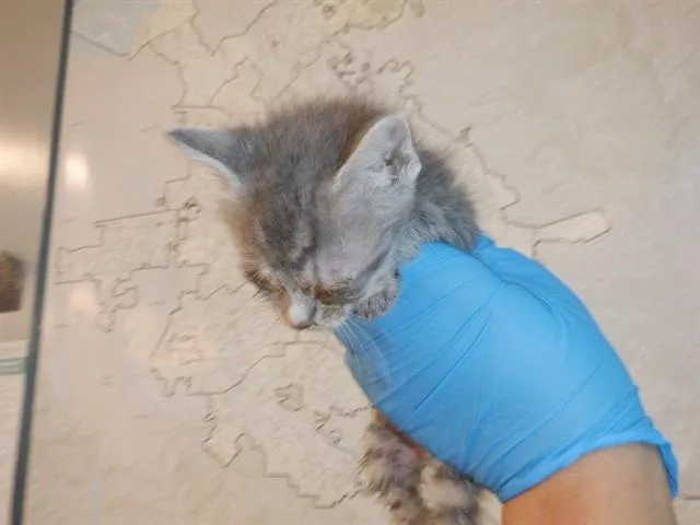 A baby small-sized female Domestic Short Hair cat named Pringle for adoption in San Jose, CA