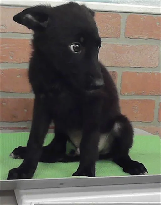 A baby small-sized male German Shepherd Dog dog named A for adoption in Houston, TX