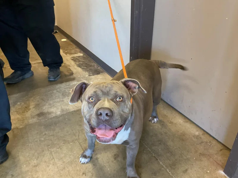 A young large-sized female Pit Bull Terrier dog named Nariah for adoption in Ontario, CA