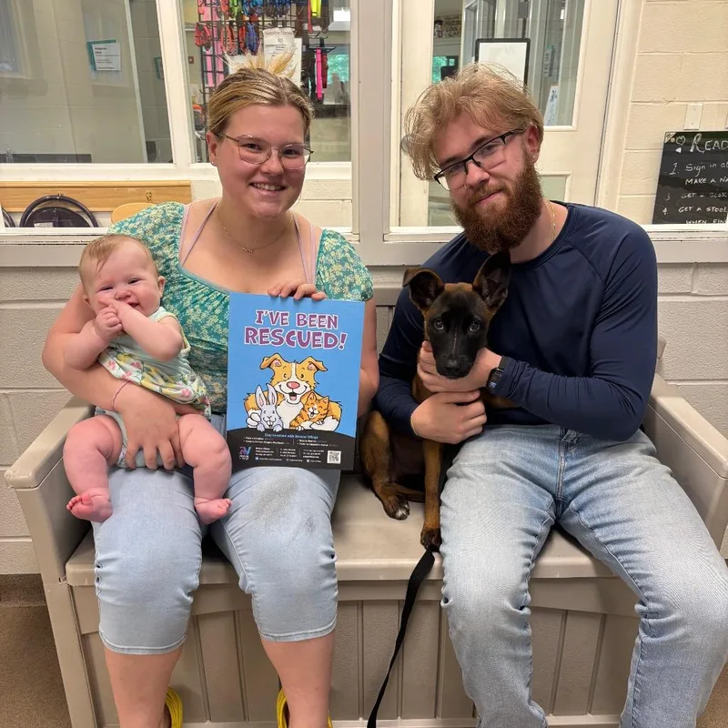A baby small-sized male Brown / Chocolate Shepherd dog named Dylan for adoption in Novelty, OH