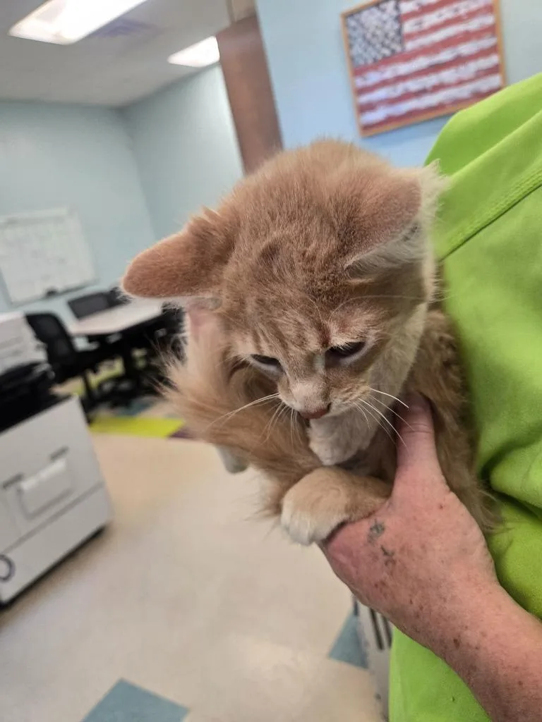A baby medium-sized male Domestic Short Hair cat named Russell for adoption in Gallatin, TN