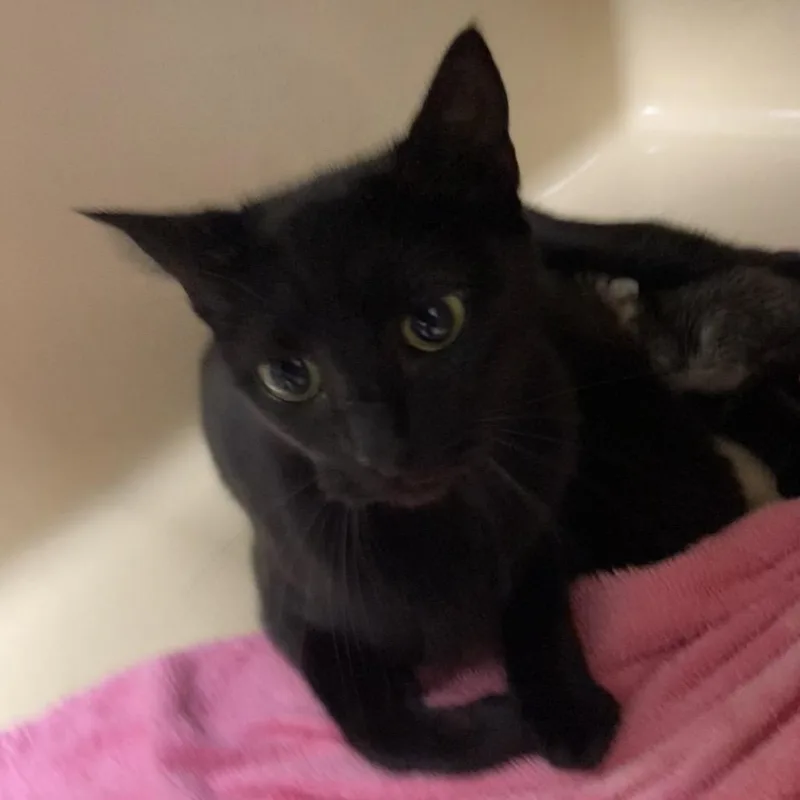 A young small-sized female Domestic Short Hair cat named Oatmeal for adoption in Blue Ridge, GA