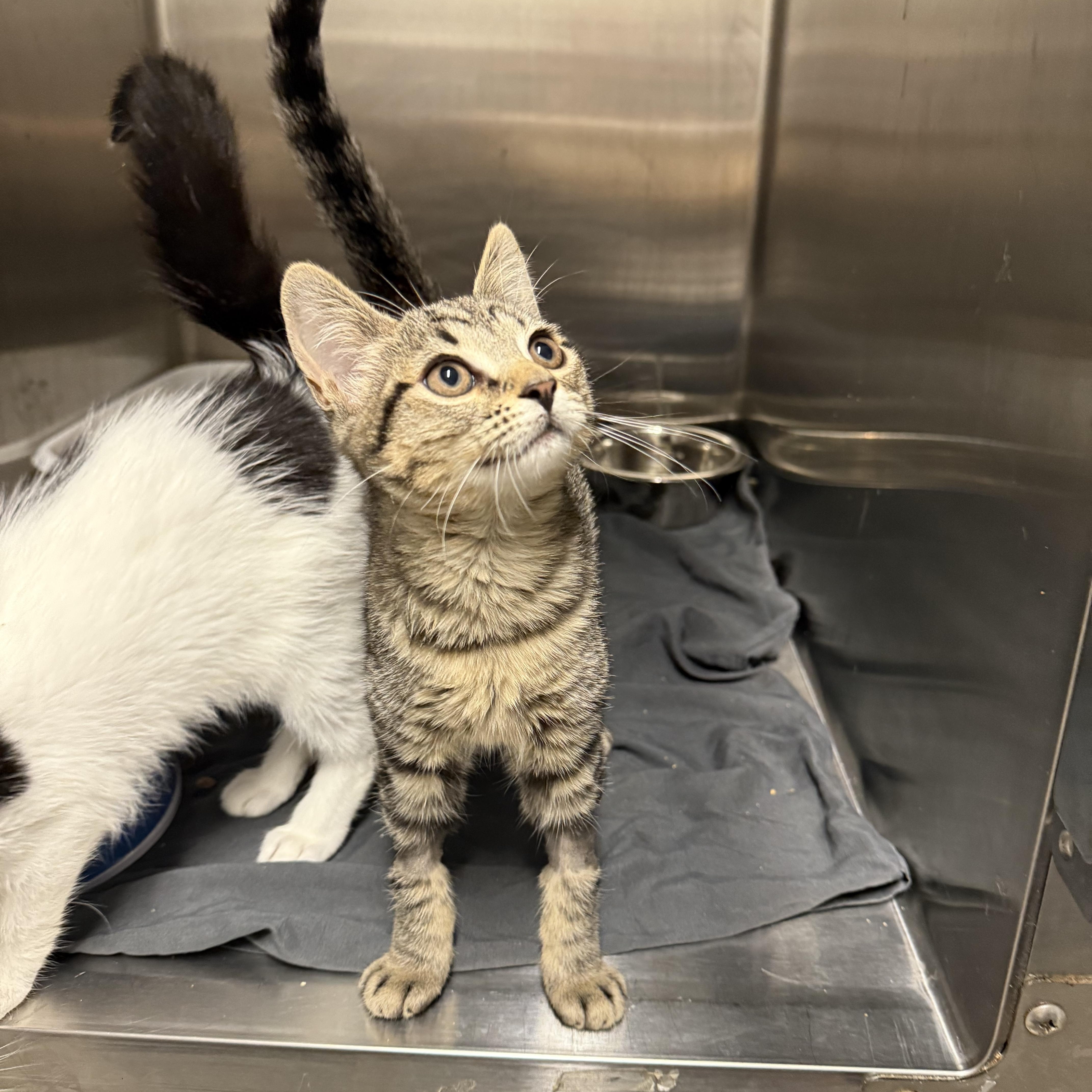A baby small-sized female Tabby (Brown / Chocolate) Domestic Short Hair cat named Holly for adoption in Hendersonville, TN