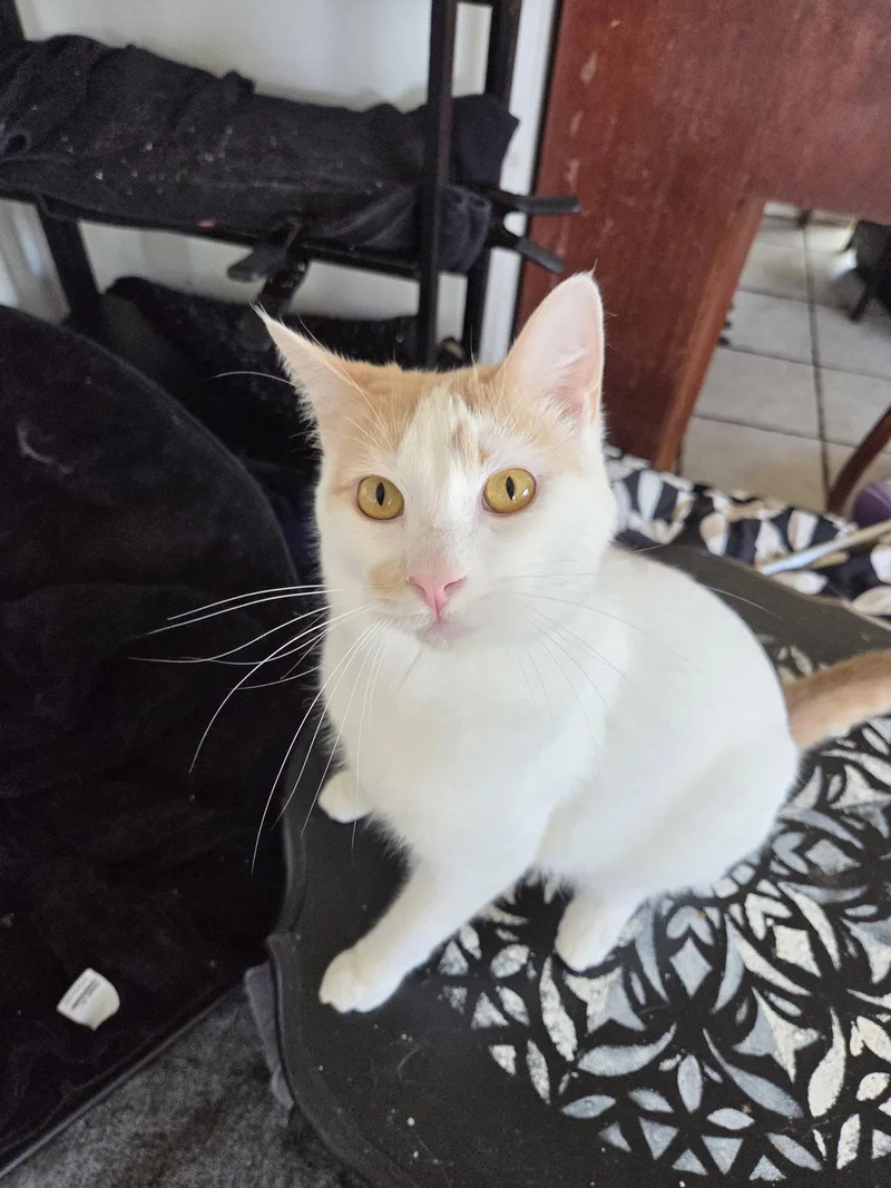 An adult large-sized female Turkish Van cat named Fiona Aka Silly Goose for adoption in Buena Park, CA