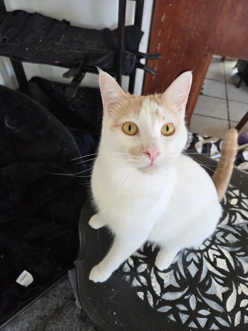Fiona Aka Silly Goose thumbnail 2