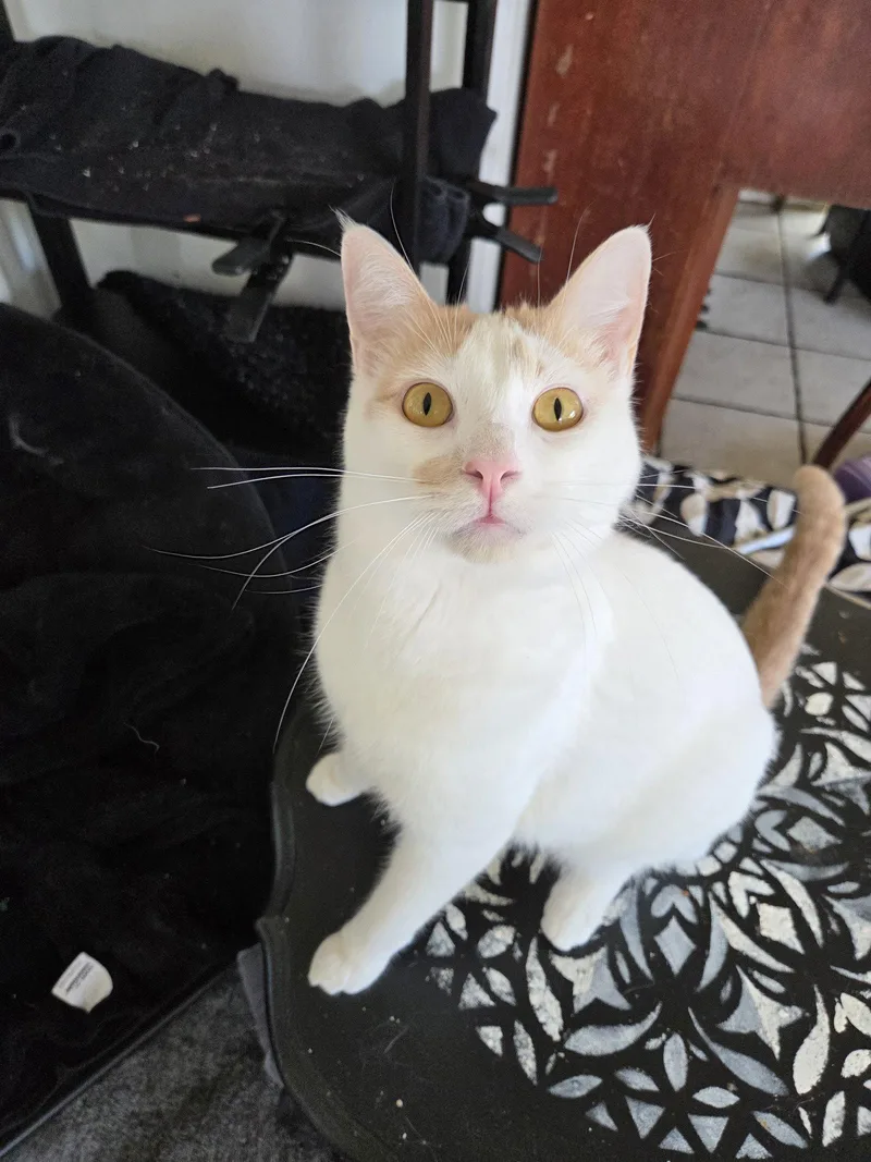 Fiona Aka Silly Goose thumbnail 3