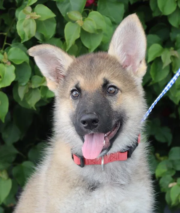 Sasha Von Bassum thumbnail 2