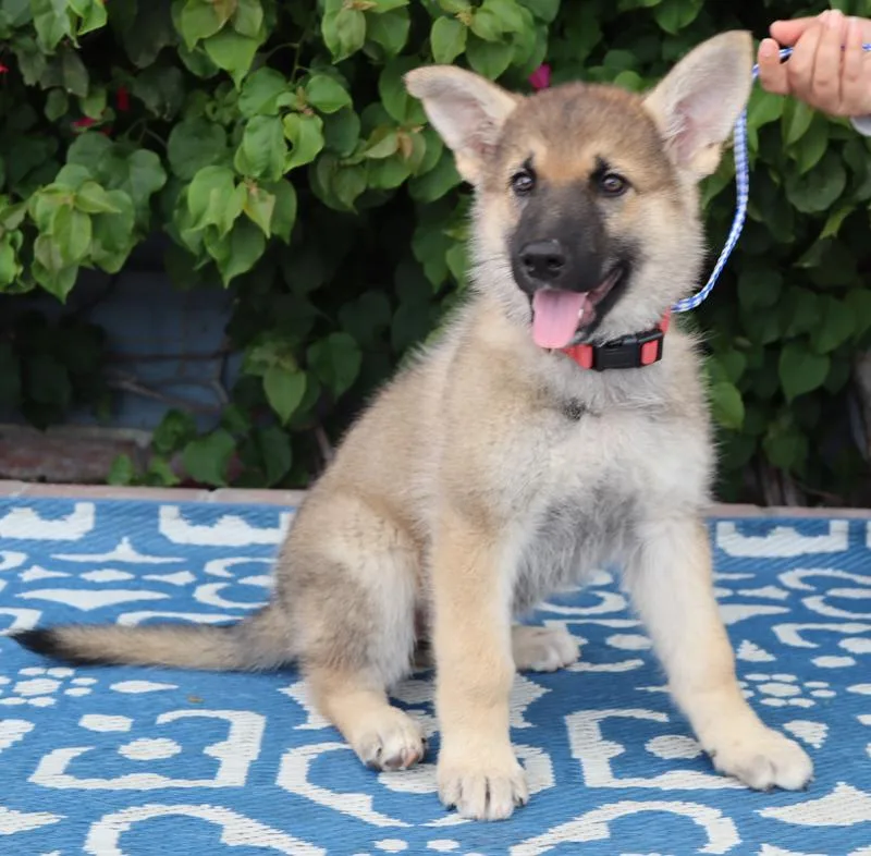 Sasha Von Bassum thumbnail 3