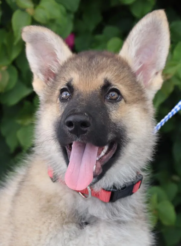 A baby large-sized female Sable German Shepherd Dog dog named Sasha Von Bassum for adoption in Los Angeles, CA