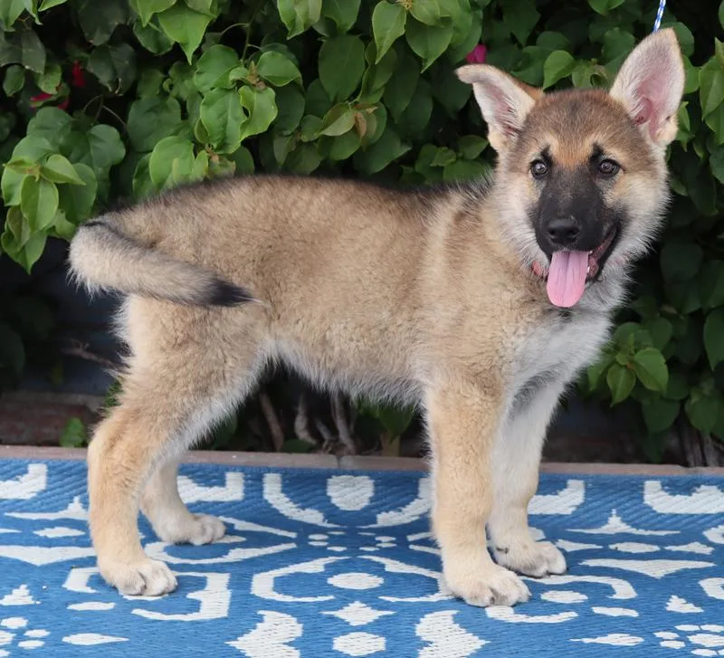 Sasha Von Bassum thumbnail 5