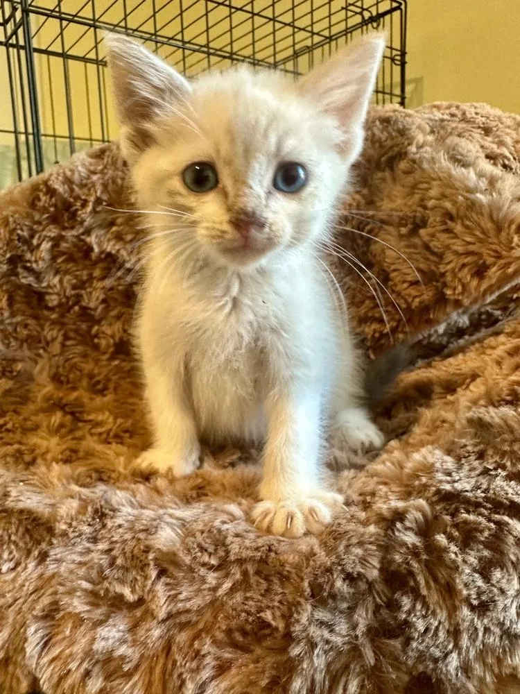 A baby small-sized female Siamese cat named Goldie for adoption in Shawnee, OK