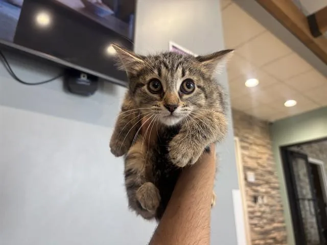 A baby small-sized female Domestic Short Hair cat named Larp for adoption in Garland, TX