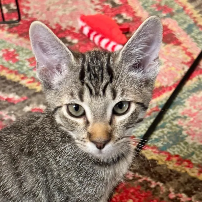 A baby small-sized male Gray / Blue / Silver Domestic Short Hair cat named Smokey City of for adoption in Chino Hills, CA