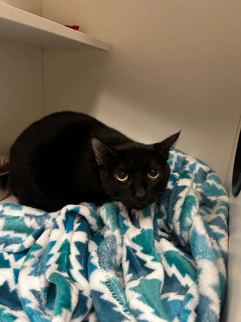 An adult small-sized female Black Domestic Short Hair cat named Velvet for adoption in Frankfort, KY