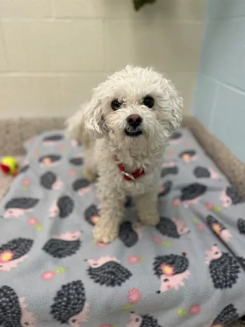 Coco