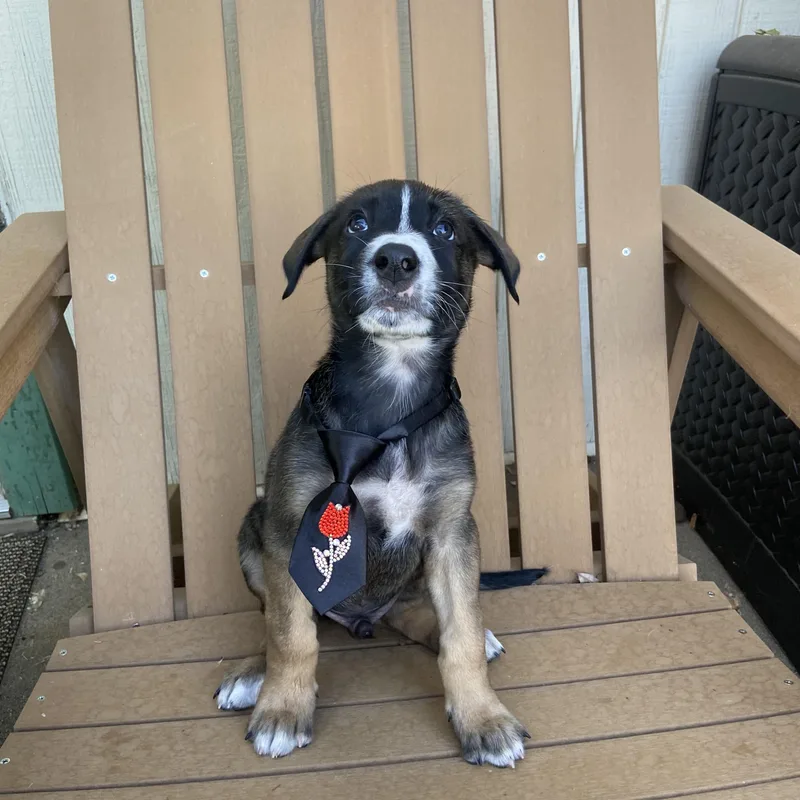 A baby medium-sized male Tricolor (Brown, Black, & White) Husky dog named Peter for adoption in Sonora, CA