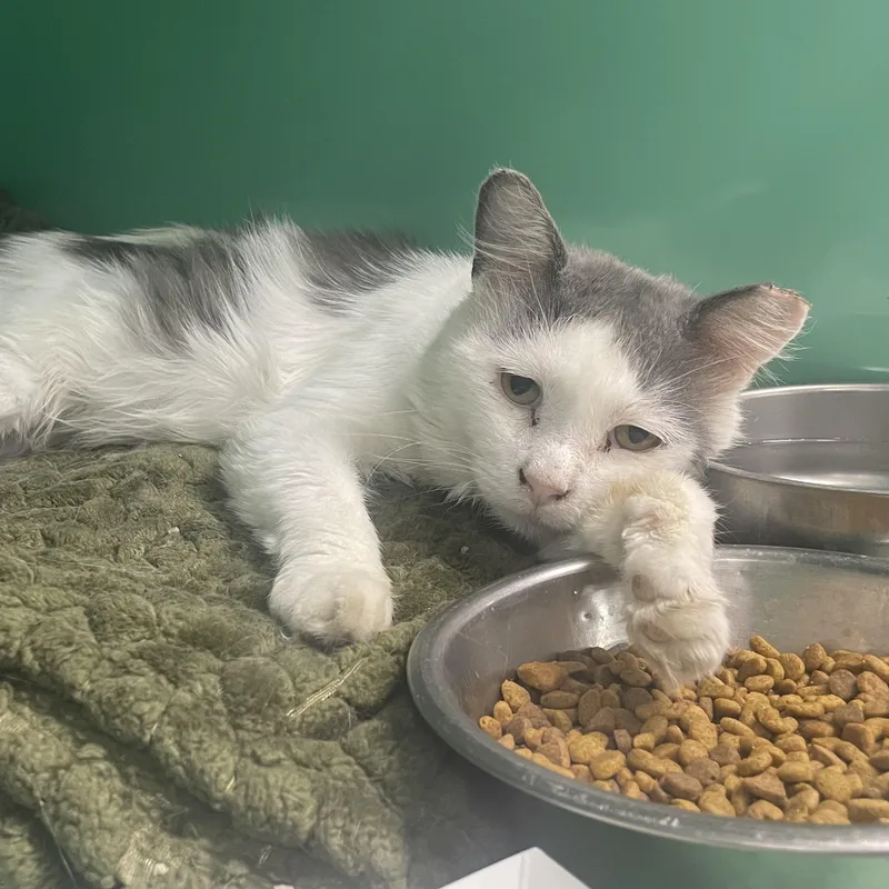 An adult medium-sized male Gray & White Domestic Medium Hair cat named Vito for adoption in Holly, MI