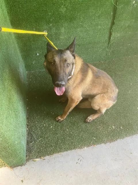 A young large-sized male Belgian Shepherd / Malinois dog named Chase for adoption in Lancaster, CA