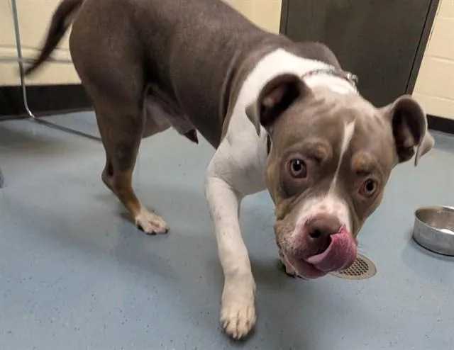 A young medium-sized male English Bulldog dog named Stretch Armstrong for adoption in Denver, CO