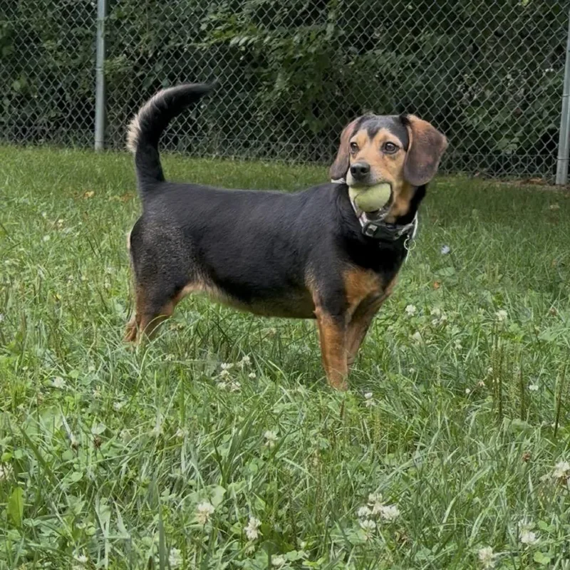 An adult medium-sized female Beagle dog named Maple for adoption in Muncie, IN