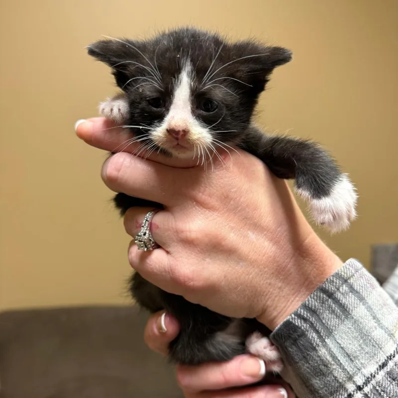 A baby small-sized female Black Domestic Short Hair cat named Wheeler for adoption in Richmond, IN