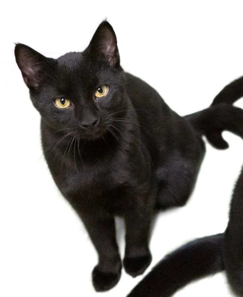 An adult large-sized male Black Domestic Short Hair cat named Aries for adoption in Rochester, NY